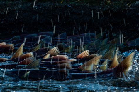 連續(xù)下雨魚浮頭正常嗎，連續(xù)下雨魚浮頭正常嗎，