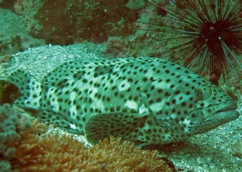 小型魚 狗頭魚,海底的“獵手”——狗頭魚 斯巴沃紅龍魚 狗頭魚,海底的“獵手”——狗頭魚 狗頭魚,海底的“獵手”——狗頭魚 斯巴沃紅龍魚