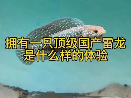 巴卡雷龍魚，巴卡雷龍魚——水下芭蕾舞者 巴卡雷龍魚，巴卡雷龍魚——水下芭蕾舞者 廣州正大漁場 第2張