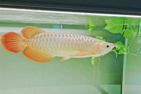新請(qǐng)的高端紅龍魚(yú)入缸要注意什么？，新請(qǐng)的高端紅龍魚(yú)入缸時(shí)需要注意以下幾點(diǎn)：確保魚(yú)缸足夠大