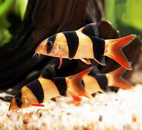 三間鼠魚(yú)，三間鼠魚(yú)在水族箱中的繁殖難度較大，三間鼠魚(yú)的繁殖難度較大