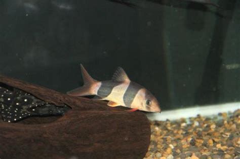 三間鼠魚，三間鼠魚在水族箱中的繁殖難度較大，三間鼠魚的繁殖難度較大