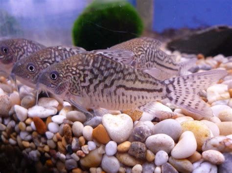 三間鼠魚，三間鼠魚在水族箱中的繁殖難度較大，三間鼠魚的繁殖難度較大