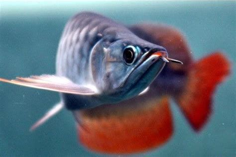 辣椒紅龍和血紅龍哪個更好？，辣椒紅龍與血紅龍代表選手，誰更好，血紅龍更適合你