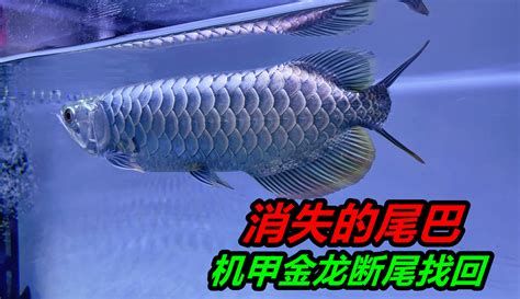 龍魚爛身，關于龍魚爛身的詳細分析