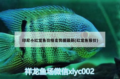 印尼小紅龍,關(guān)于印尼小紅龍的詳細(xì)科普介紹 廣州正大漁場 第3張 印尼小紅龍,關(guān)于印尼小紅龍的詳細(xì)科普介紹 印尼小紅龍,關(guān)于印尼小紅龍的詳細(xì)科普介紹 廣州正大漁場 第3張