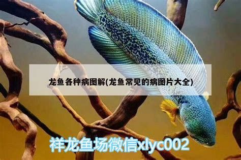 龍魚升溫后多久會恢復正常？，升溫后多久能恢復正常