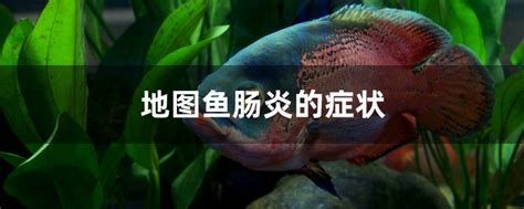 龍魚得腸炎最明顯三個癥狀，龍魚得腸炎有哪些癥狀