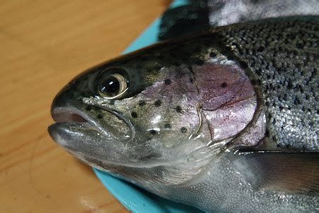 巨骨舌魚(yú),亞馬遜河流域的頂級(jí)掠食者——巨骨舌魚(yú) 廣州正大漁場(chǎng) 第3張 巨骨舌魚(yú),亞馬遜河流域的頂級(jí)掠食者——巨骨舌魚(yú) 巨骨舌魚(yú),亞馬遜河流域的頂級(jí)掠食者——巨骨舌魚(yú) 廣州正大漁場(chǎng) 第3張