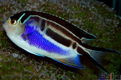 哪些魚種適合龍魚食用？，哪些魚種適合作為龍魚