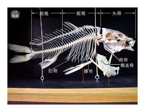 肺魚，肺魚是一種什么樣的動物？ 肺魚，肺魚是一種什么樣的動物？ 廣州正大漁場 第3張