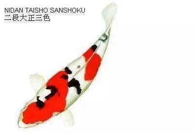 三色錦鯉魚，三色錦鯉的典型圖片展示：三色錦鯉（sankekoi）