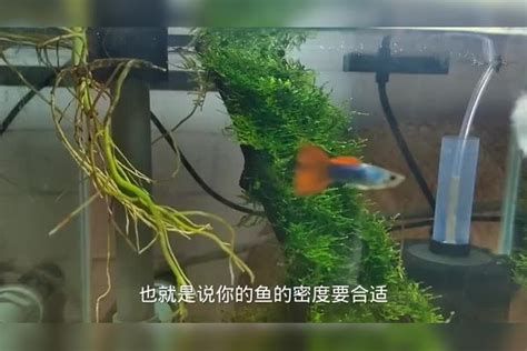 有哪些方法可以安撫龍魚？ 有哪些方法可以安撫龍魚？ 斯巴沃紅龍魚 第2張