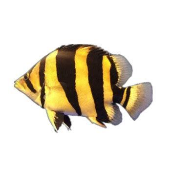 印尼三紋虎，印尼三紋虎魚
