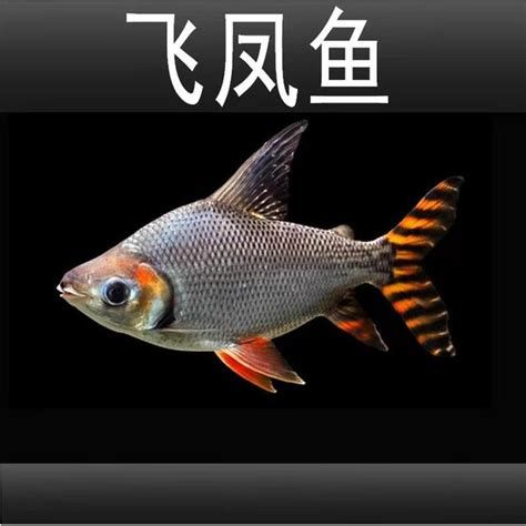 飛鳳魚，水族箱中的“吉祥物”——飛鳳魚