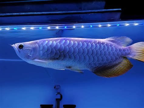 龍魚對哪些顏色的燈光最敏感？，龍魚對燈光顏色的敏感度是什么？