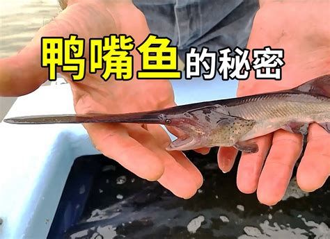 月光鴨嘴魚