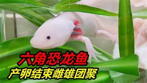 杰西卡恐龍魚，杰西卡恐龍魚詳解