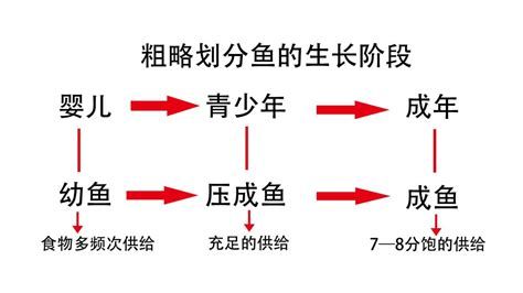 如何判斷龍魚小苗是否需要喂食？，判斷龍魚小苗是否需要喂食，可以通過觀察其活動狀態及水質狀況來進行