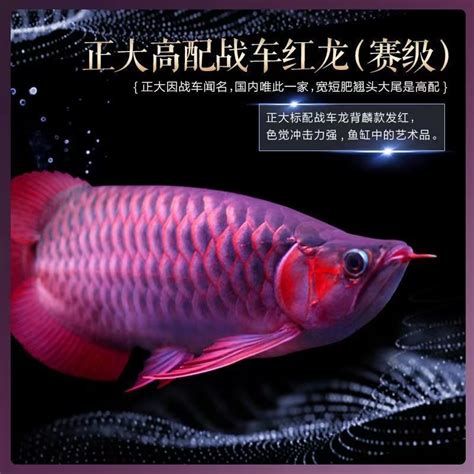 戰車紅龍魚，戰車紅龍魚是觀賞魚界的“頂級豪車”