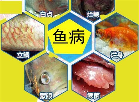 龍魚蒙眼的發病原因，龍魚蒙眼病發病原因詳解