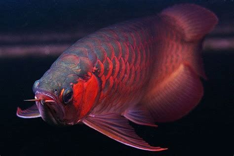 大湖紅龍魚和辣椒紅龍、血紅龍有什么區別？，大湖紅龍魚、辣椒紅龍、血紅龍的區別