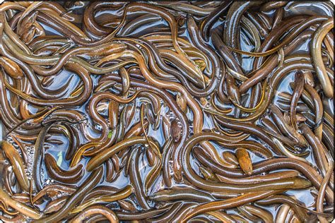 紅龍魚吃泥鰍多久一次合適?,紅龍魚吃泥鰍的頻率 廣州正大漁場 第2張 紅龍魚吃泥鰍多久一次合適?,紅龍魚吃泥鰍的頻率 紅龍魚吃泥鰍多久一次合適?,紅龍魚吃泥鰍的頻率 廣州正大漁場 第2張
