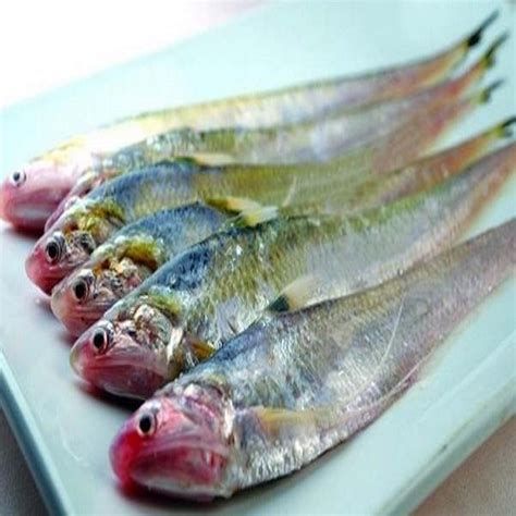 刀魚魚，關于刀魚的詳解