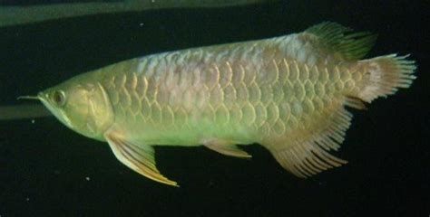 龍魚黑身最簡單三個原因，導致龍魚黑身的3個原因