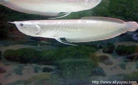 有哪些小型觀賞龍魚品種？，小型觀賞龍魚品種
