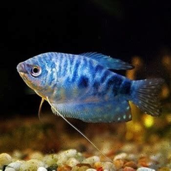 有哪些小型觀賞龍魚品種？，小型觀賞龍魚品種