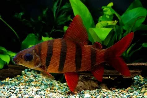 赤焰中國虎魚，赤焰中國虎魚是一種極具挑戰性的觀賞價值的淡水觀賞魚 赤焰中國虎魚，赤焰中國虎魚是一種極具挑戰性的觀賞價值的淡水觀賞魚 斯巴沃紅龍魚 第2張