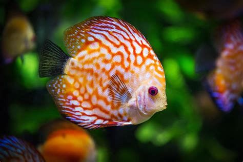 七彩神仙魚(yú)，七彩神仙魚(yú)怎么養(yǎng)？