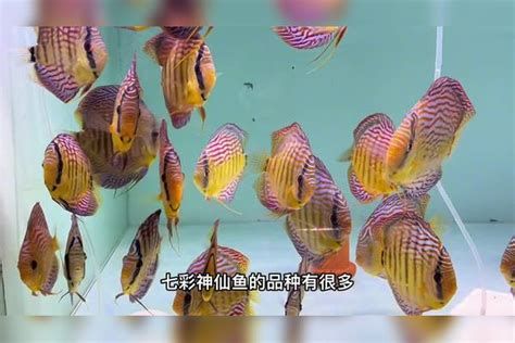 七彩神仙魚，七彩神仙魚怎么養？ 七彩神仙魚，七彩神仙魚怎么養？ 斯巴沃紅龍魚 第4張