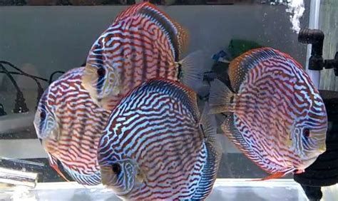 七彩神仙魚，七彩神仙魚怎么養？ 七彩神仙魚，七彩神仙魚怎么養？ 斯巴沃紅龍魚 第6張