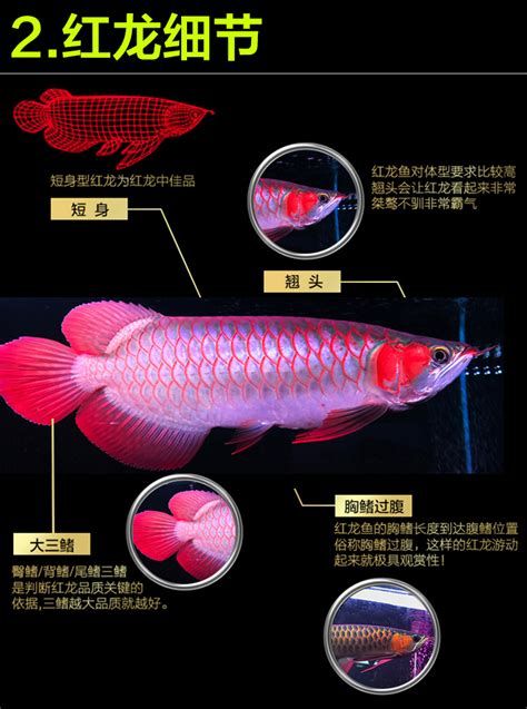 如何挑選一條品相好的斯巴沃紅龍魚？，如何挑選一條品相好的斯巴沃紅龍魚