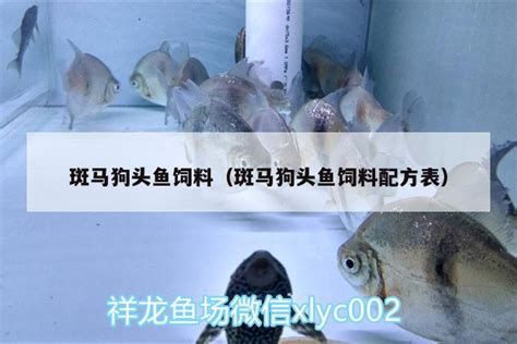 斑馬狗頭魚，斑馬狗頭魚怎么養？