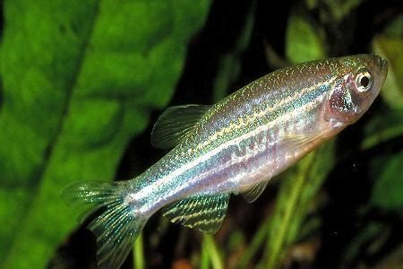 斑馬狗頭魚，斑馬狗頭魚怎么養？