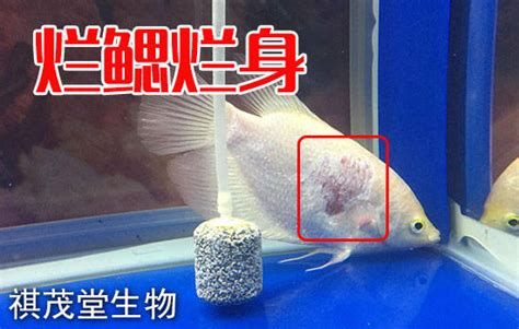 龍魚爛鰓蓋怎么處理，龍魚爛鰓蓋怎么辦