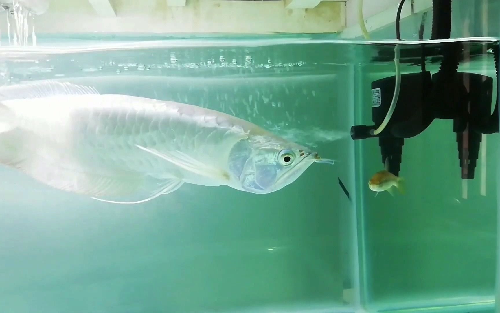 銀龍魚，銀龍魚怎么養，怎么喂養？