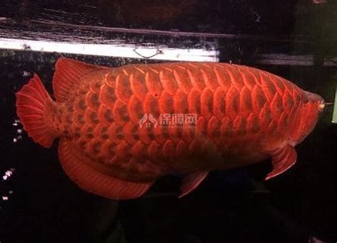 紅龍魚可以和什么魚混養？，紅龍魚混養指南詳解