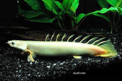 恐龍王魚，恐龍王魚（polypterusspp.polypteriformes）