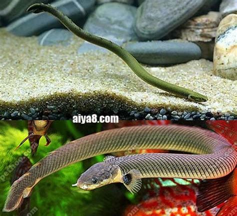 恐龍王魚，恐龍王魚（polypterusspp.polypteriformes） 恐龍王魚，恐龍王魚（polypterusspp.polypteriformes） 廣州正大漁場 第3張