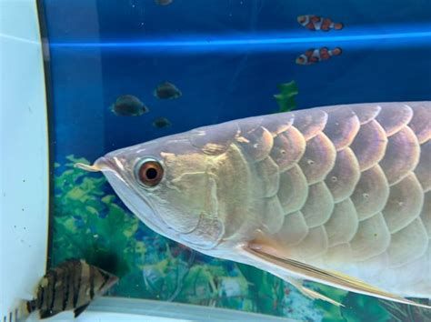 龍魚嘴部缺口多久能恢復？，龍魚嘴部受傷恢復時間