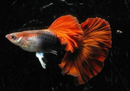 龍魚得了爛鰭病應(yīng)該如何治療?,龍魚爛鰭病怎么辦 廣州正大漁場 第2張 龍魚得了爛鰭病應(yīng)該如何治療?,龍魚爛鰭病怎么辦 龍魚得了爛鰭病應(yīng)該如何治療?,龍魚爛鰭病怎么辦 廣州正大漁場 第2張