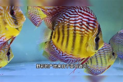 野彩魚(yú)，廣州觀賞魚(yú)批發(fā)市場(chǎng)：野彩魚(yú)是觀賞魚(yú)界的“奢侈品”