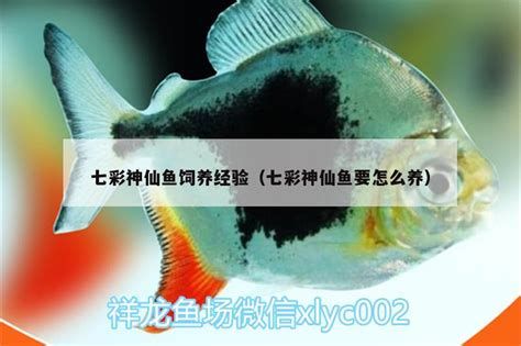 野彩魚(yú)，廣州觀賞魚(yú)批發(fā)市場(chǎng)：野彩魚(yú)是觀賞魚(yú)界的“奢侈品”