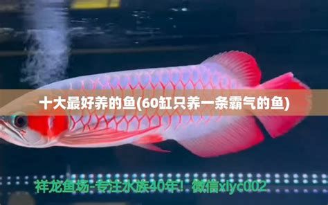 祥龍魚場的紅龍魚大概什么價格？，“祥龍魚場”及其紅龍魚實拍圖片展示其水族箱環境和魚體特征