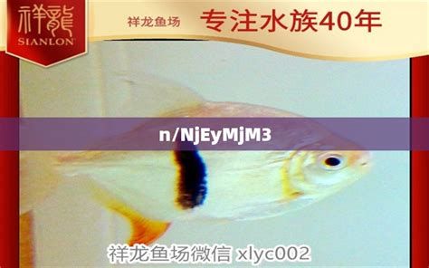 祥龍魚場的紅龍魚大概什么價格?,“祥龍魚場”及其紅龍魚實拍圖片展示其水族箱環(huán)境和魚體特征 斯巴沃紅龍魚 第4張 祥龍魚場的紅龍魚大概什么價格?,“祥龍魚場”及其紅龍魚實拍圖片展示其水族箱環(huán)境和魚體特征 祥龍魚場的紅龍魚大概什么價格?,“祥龍魚場”及其紅龍魚實拍圖片展示其水族箱環(huán)境和魚體特征 斯巴沃紅龍魚 第4張