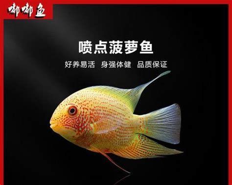 噴點菠蘿魚，噴點菠蘿魚是一種觀賞價值極高但飼養難度大的熱帶魚
